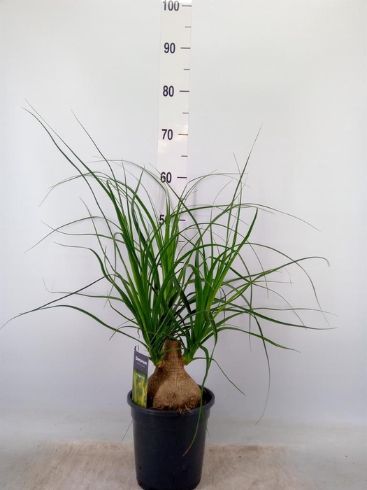 <h4>Beaucarnea recurvata</h4>