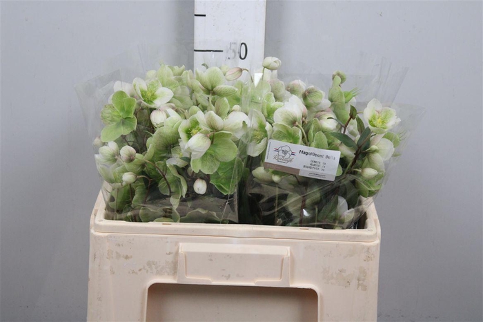 <h4>Hell Magnific Bells</h4>