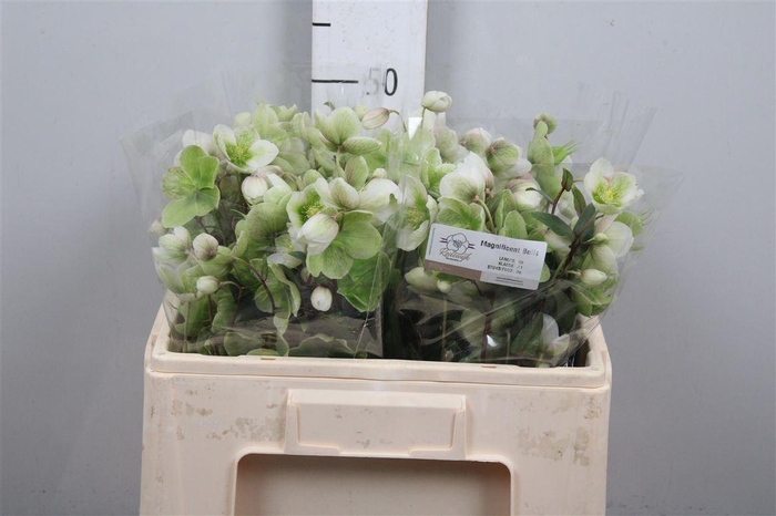 <h4>Hell Magnific Bells</h4>