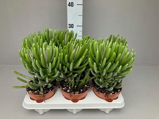 <h4>Senecio pyramidatus</h4>