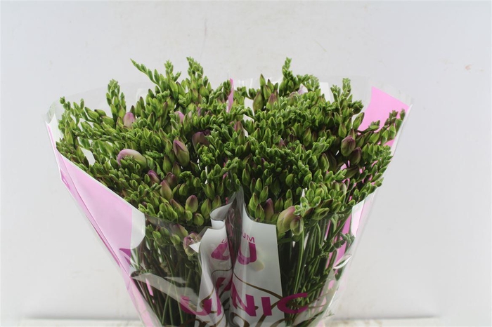 <h4>Fr Du Rosario Pink</h4>