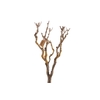 Syringa Branch Extra Deluc