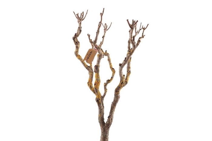 Syringa Branch Extra Deluc