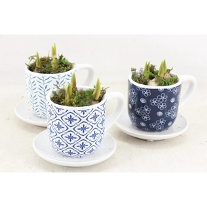 arr4 Muscari RN - Dutch Delight cups