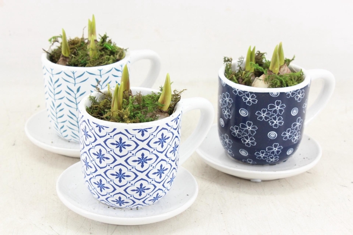 <h4>arr4 Muscari RN - Dutch Delight cups</h4>