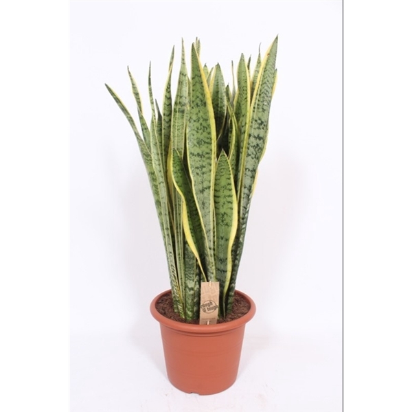 <h4>Sansevieria Laurentii</h4>