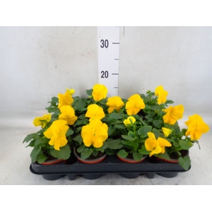 Viola wr. 'Matrix Yellow'