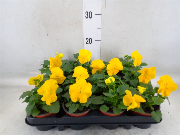 <h4>Viola wr. 'Matrix Yellow'</h4>