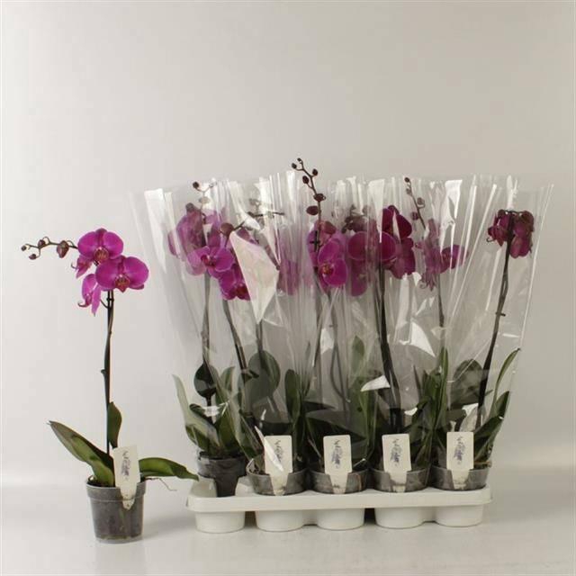 <h4>PHAL OV PAARS</h4>