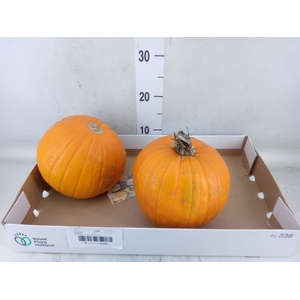 Cucurbita max. 'Halloween'