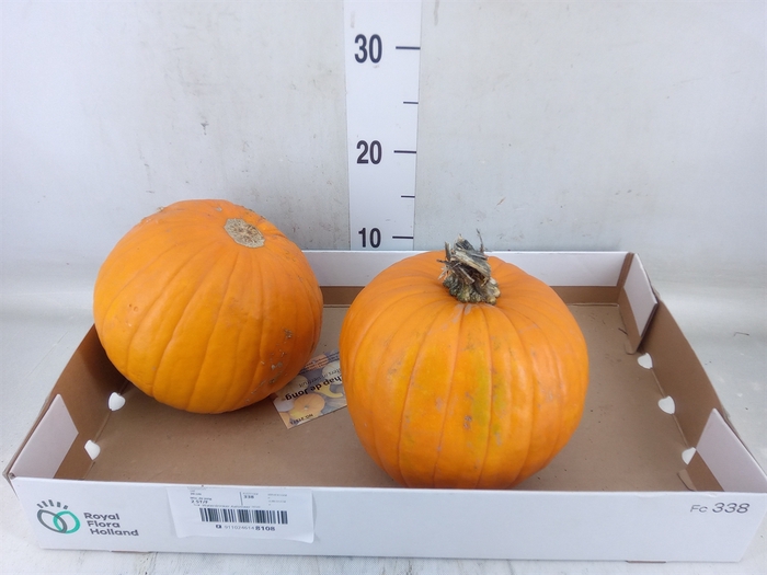 <h4>Cucurbita max. 'Halloween'</h4>