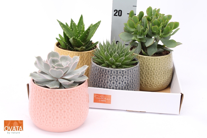 <h4>SUCC GEM 4 SRT</h4>