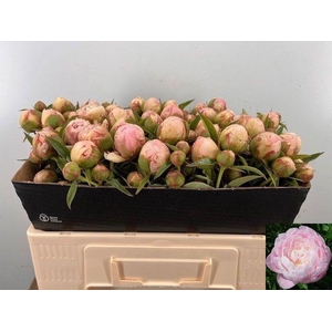 PAEO L MRS F D ROOSE