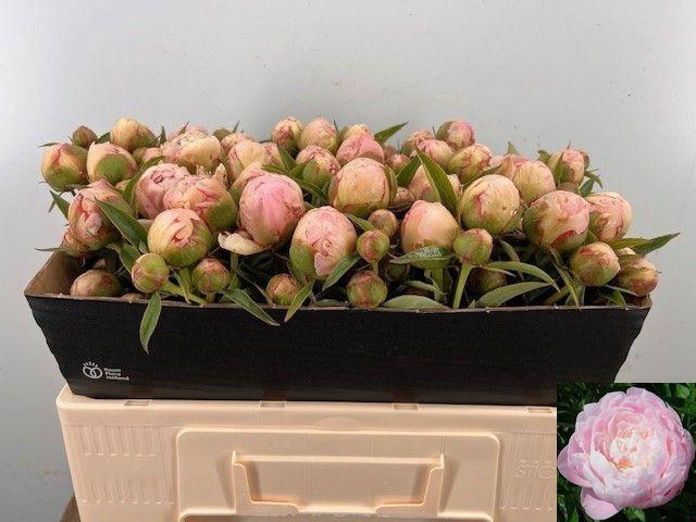 <h4>PAEO L MRS F D ROOSE</h4>