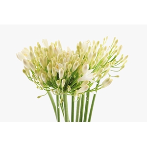 Agapanthus Gletsjer