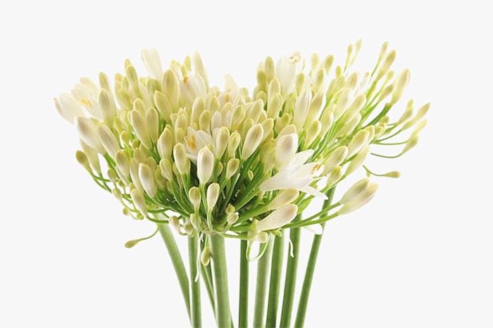 <h4>Agapanthus Gletsjer</h4>