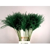 Dried miscanthus paint mosgreen