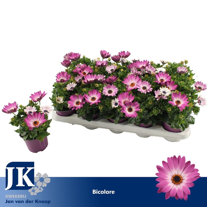 <h4>Osteospermum Margarita Pink Flare</h4>