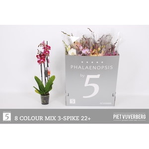 PHAL GEM 8 KL