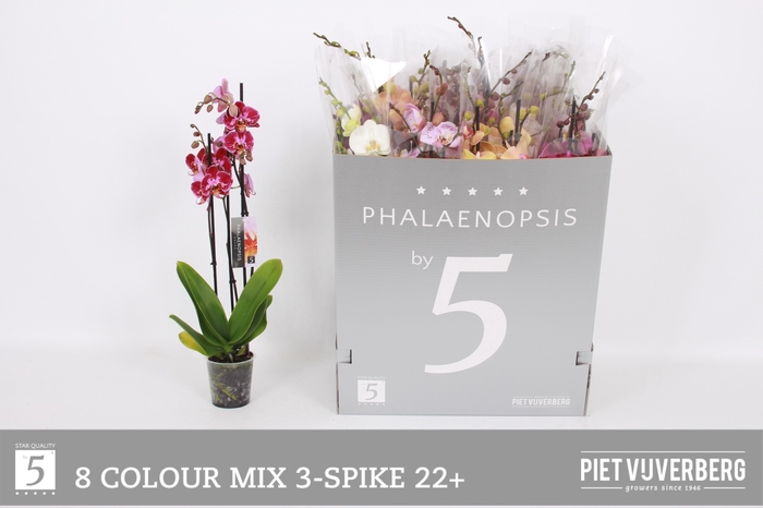 <h4>PHAL GEM 8 KL</h4>