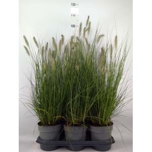 Pennisetum alopec. 'Hameln'
