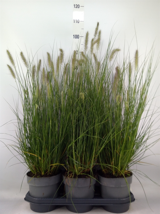 <h4>Pennisetum alopec. 'Hameln'</h4>