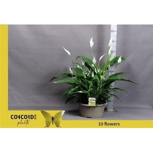 Spath Sweet Chico 10 Bloemen+