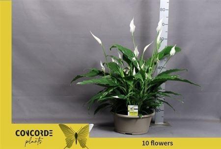 <h4>Spath Sweet Chico 10 Bloemen+</h4>