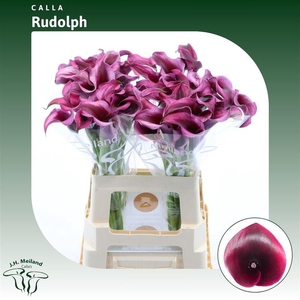 Calla Rudolph