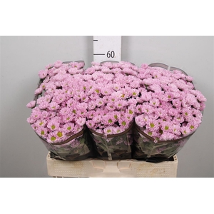 Chr S Rossi Pink