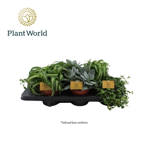 Greenplants Mixtray P12