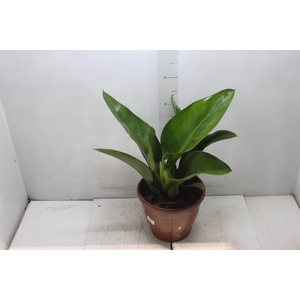 PHILODENDRON PACOVA P24