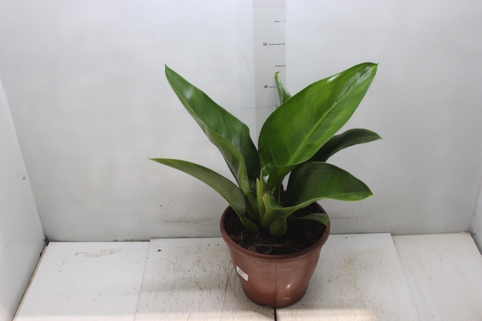 <h4>PHILODENDRON PACOVA P24</h4>
