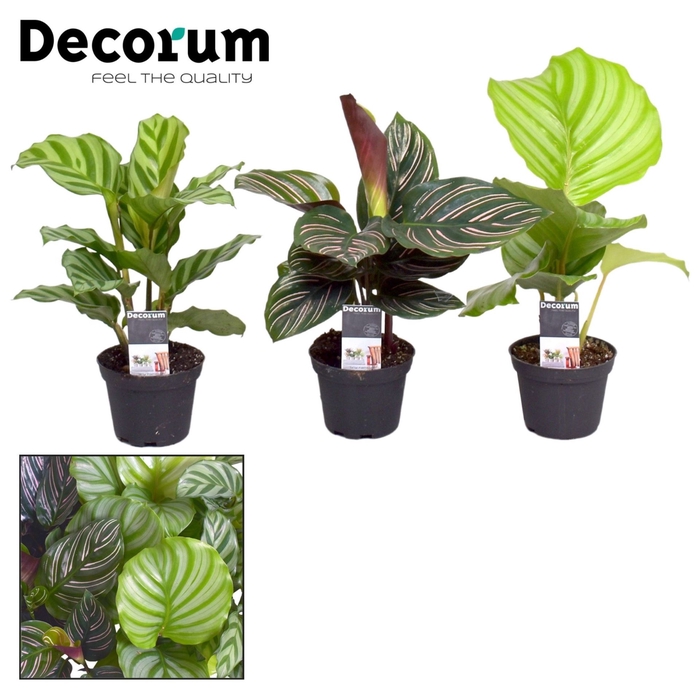 <h4>Calathea</h4>