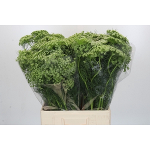 Ammi Visnaga