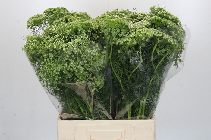 <h4>Ammi Visnaga</h4>