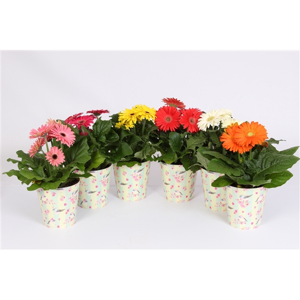 <h4>Gerbera gemengd 2+bl 12cm in beker met vogels en bloemen</h4>