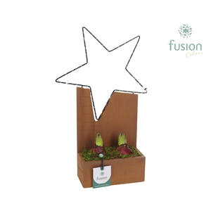 Kerst planter hout Ster met verlichting en Hyacinthus