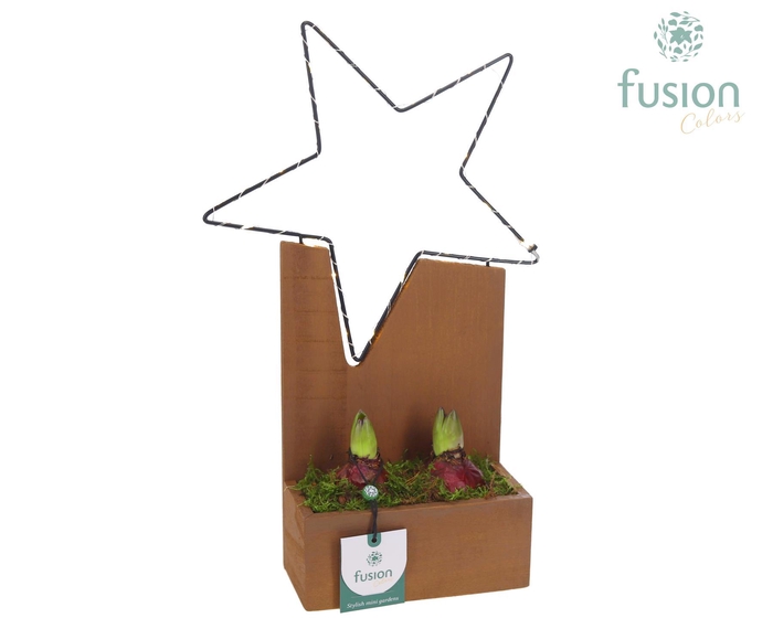 <h4>Kerst planter hout Ster met verlichting en Hyacinthus</h4>