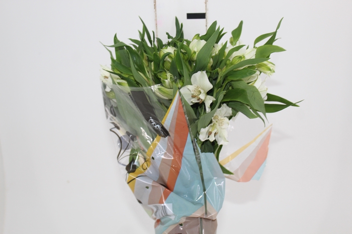 <h4>ALSTROEMERIA  AKEMI 070 CM</h4>