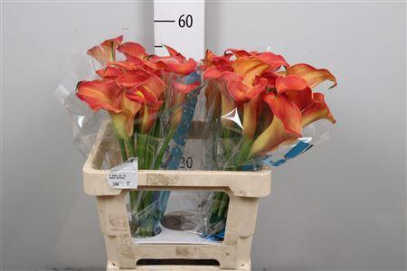 <h4>Zant Capt Odeon</h4>