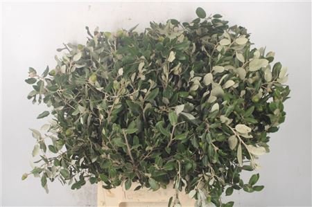 <h4>Steeneik Per Bunch</h4>