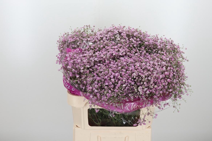 <h4>Gyps Pan My Pink</h4>