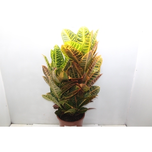 CROTON HIBRIDO PETRA P24