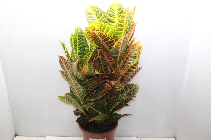 <h4>CROTON HIBRIDO PETRA P24</h4>