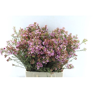 Chamelaucium Adi Pink