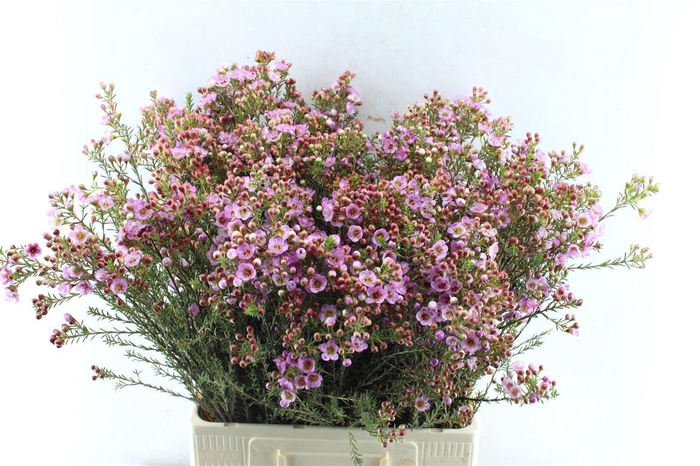 <h4>Chamelaucium Adi Pink</h4>