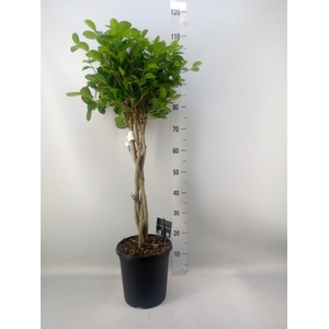 Ficus microcarpa 'Moclame'