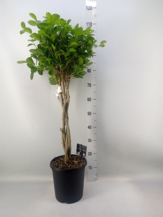 <h4>Ficus microcarpa 'Moclame'</h4>