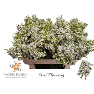 CHAMELAUCIUM UNCI. 'KIARA'